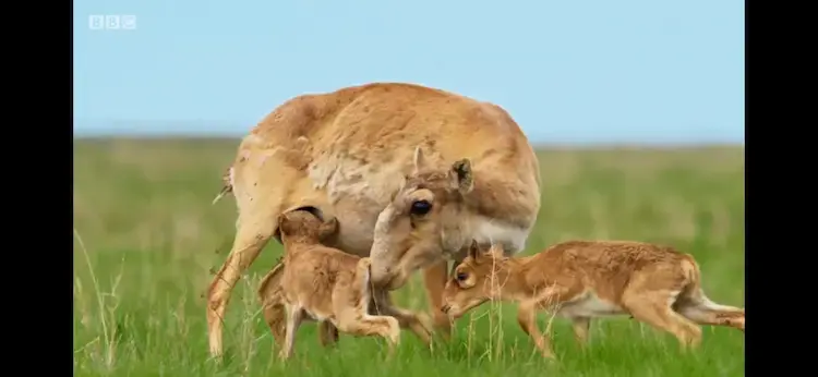 Animal screengrab from Planet Earth II - Grasslands